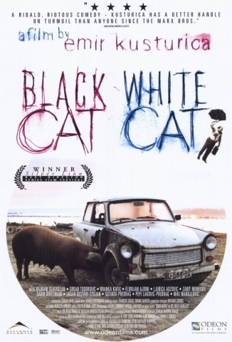 photo chatte black